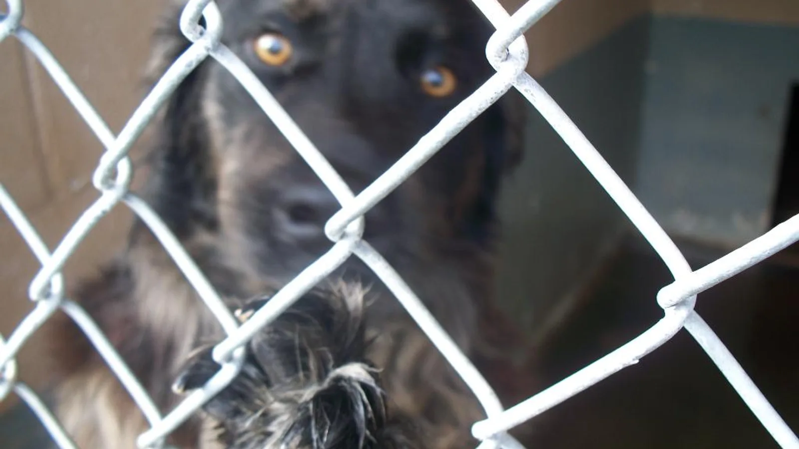 Immagine editoriale per quanto costa adottare un cane?