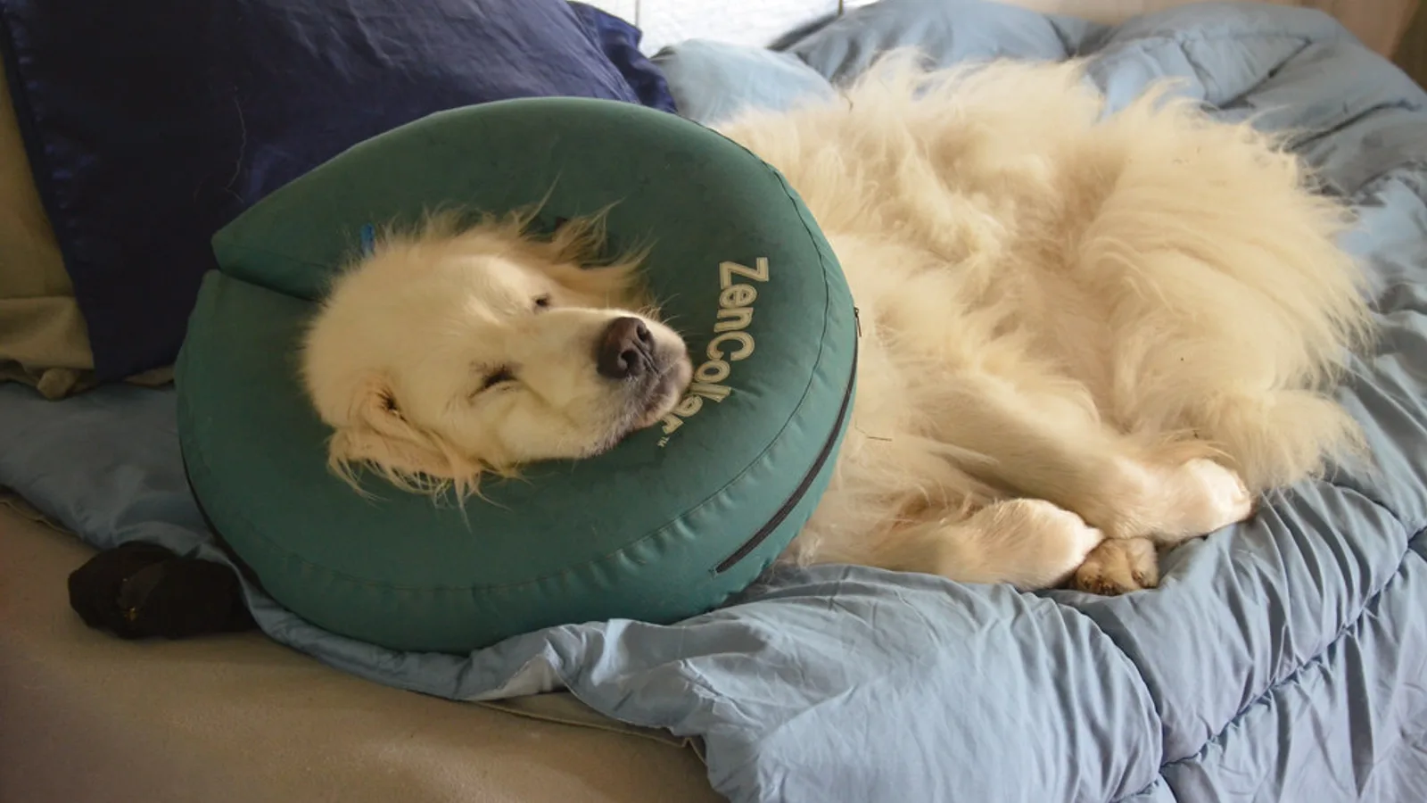 Immagine editoriale per quanto costa una visita veterinaria?